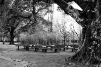 Sermon below the banyan tree